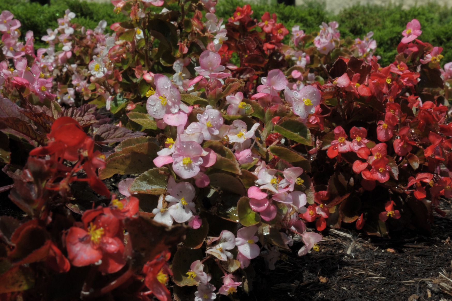 Fiberous begonias, assorted 