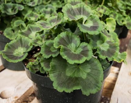 Zonal geranium foliage