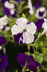 Variegated petunia flowers
