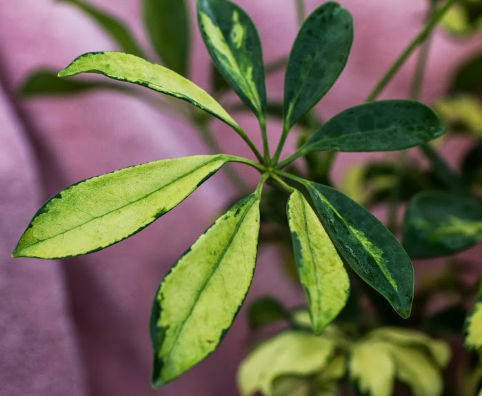 Variegated Hawaiian schefflera foliage