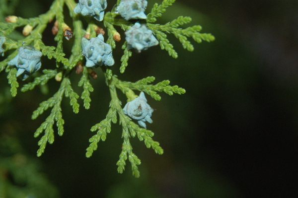 Arborvitae foliage and immature cone