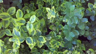 Variegated euonymus