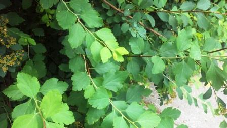 Spirea foliage