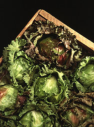 Head Lettuce